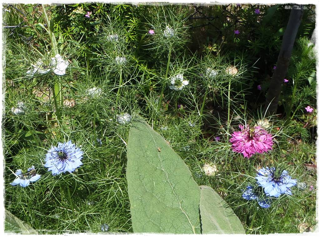 Siew kwiatów wprost do gruntu 5 Siew kwiatów wprost do gruntu 5