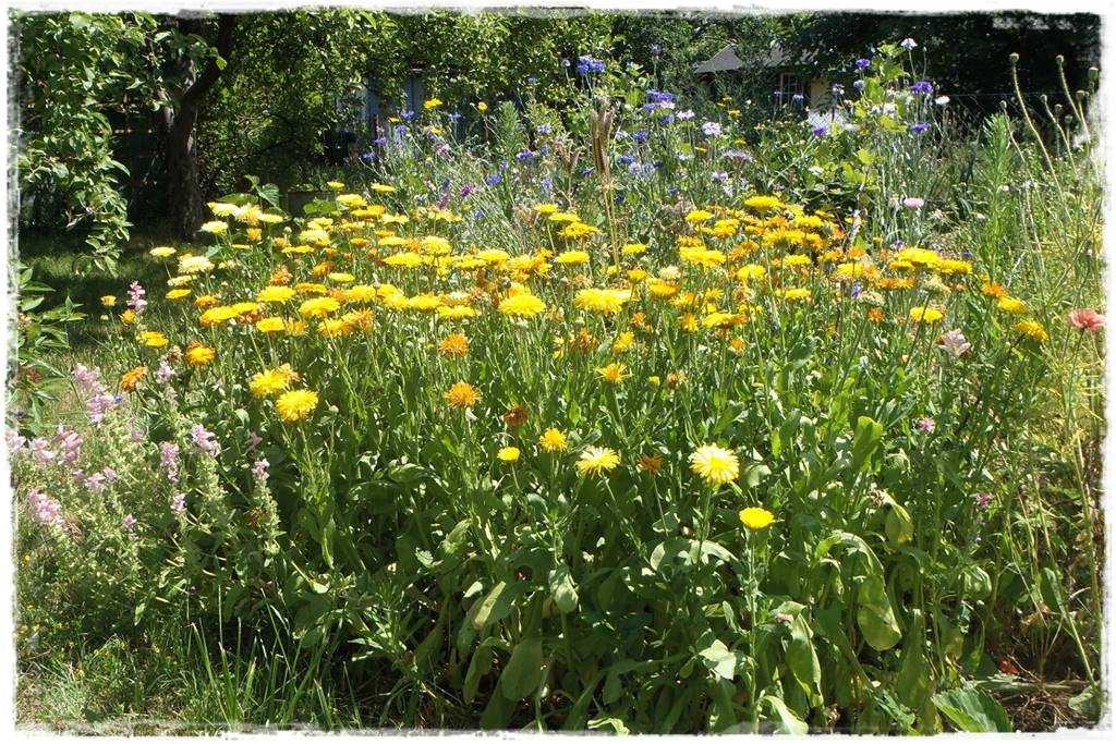 Siew kwiatów wprost do gruntu 6