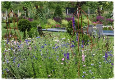 Siew kwiatów wprost do gruntu 6aa