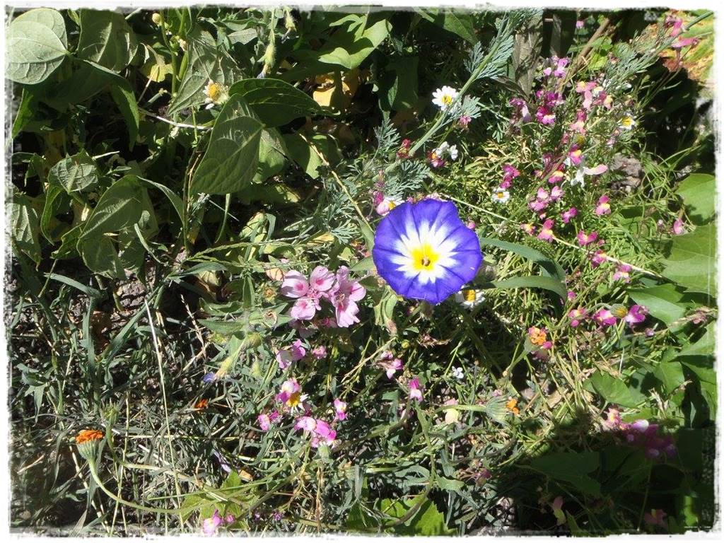 Siew kwiatów wprost do gruntu 7