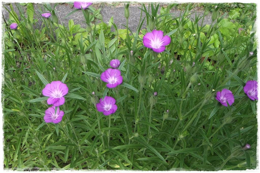 Siew kwiatów wprost do gruntu 8