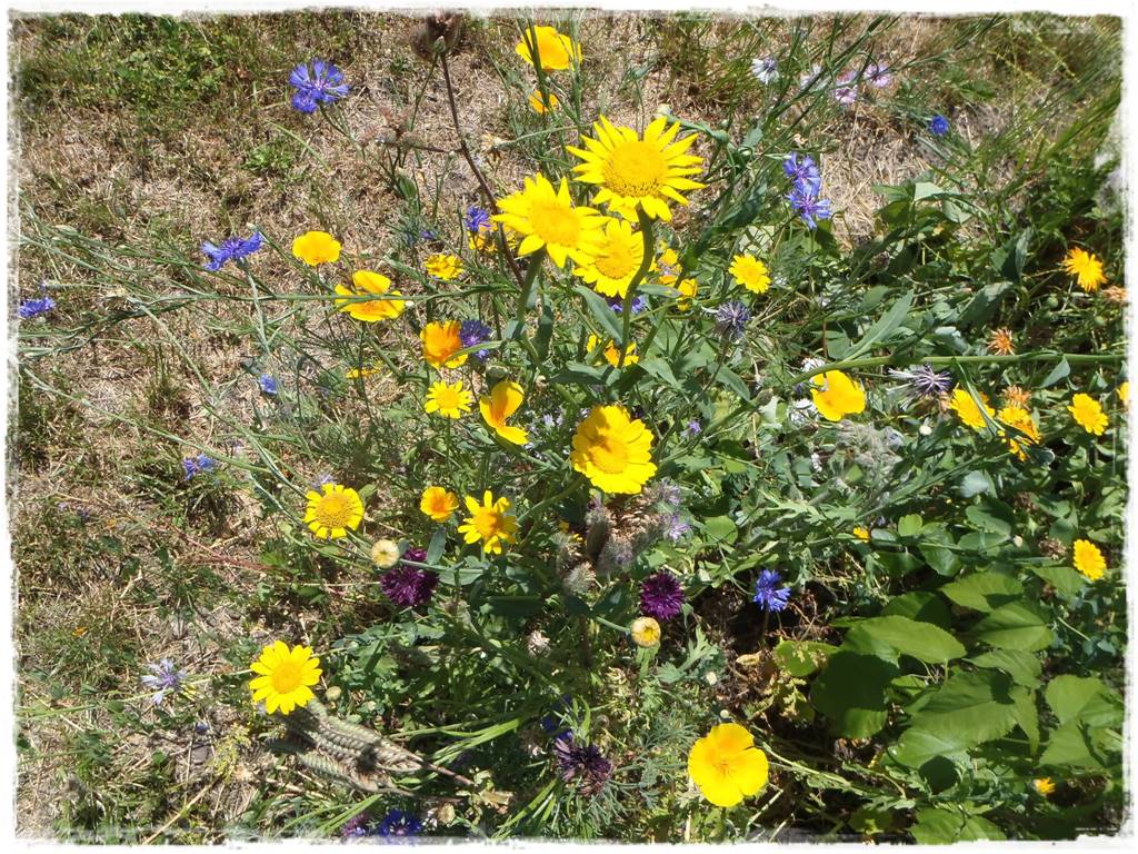 Siew kwiatów wprost do gruntu 9