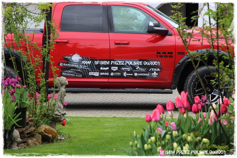 Tulipanowy ogród 10 Tulipanowy ogród 10