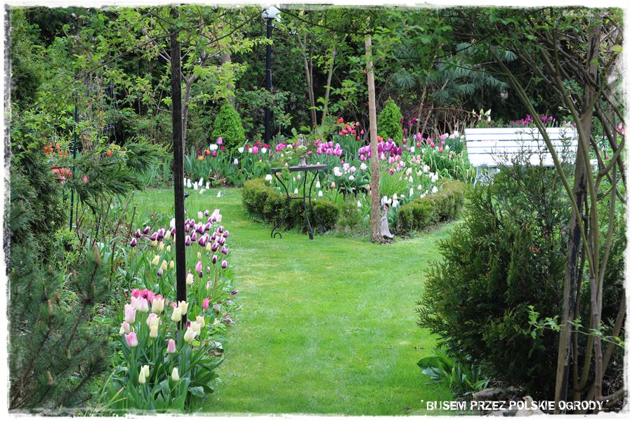 Tulipanowy ogród 13 Tulipanowy ogród 13
