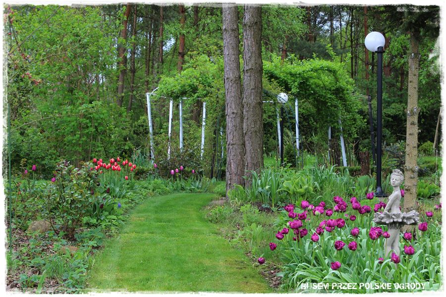 Tulipanowy ogród 14 Tulipanowy ogród 14