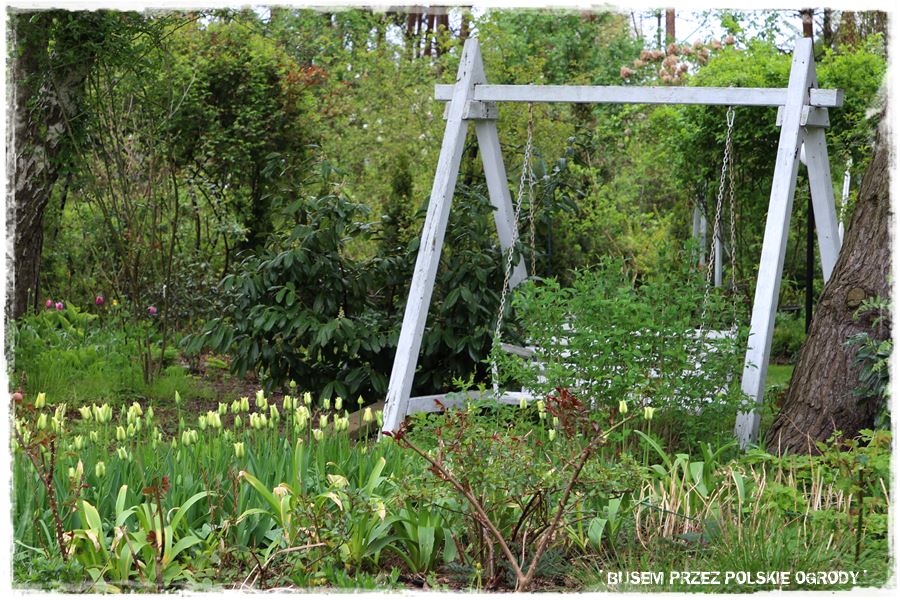 Tulipanowy ogród 16 Tulipanowy ogród 16