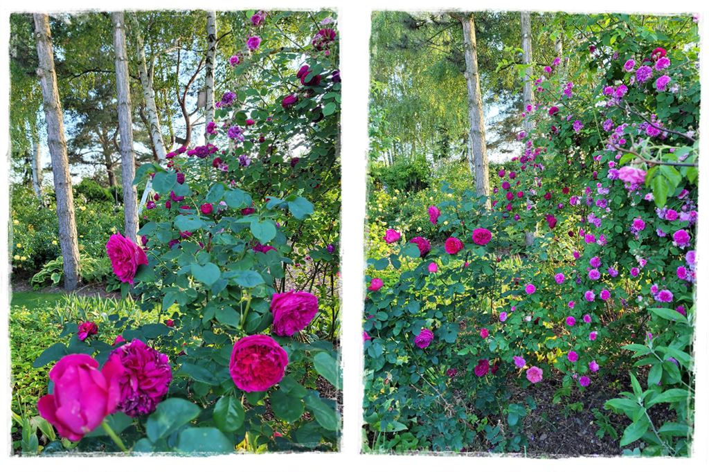 Tulipanowy ogród 17 Tulipanowy ogród 17