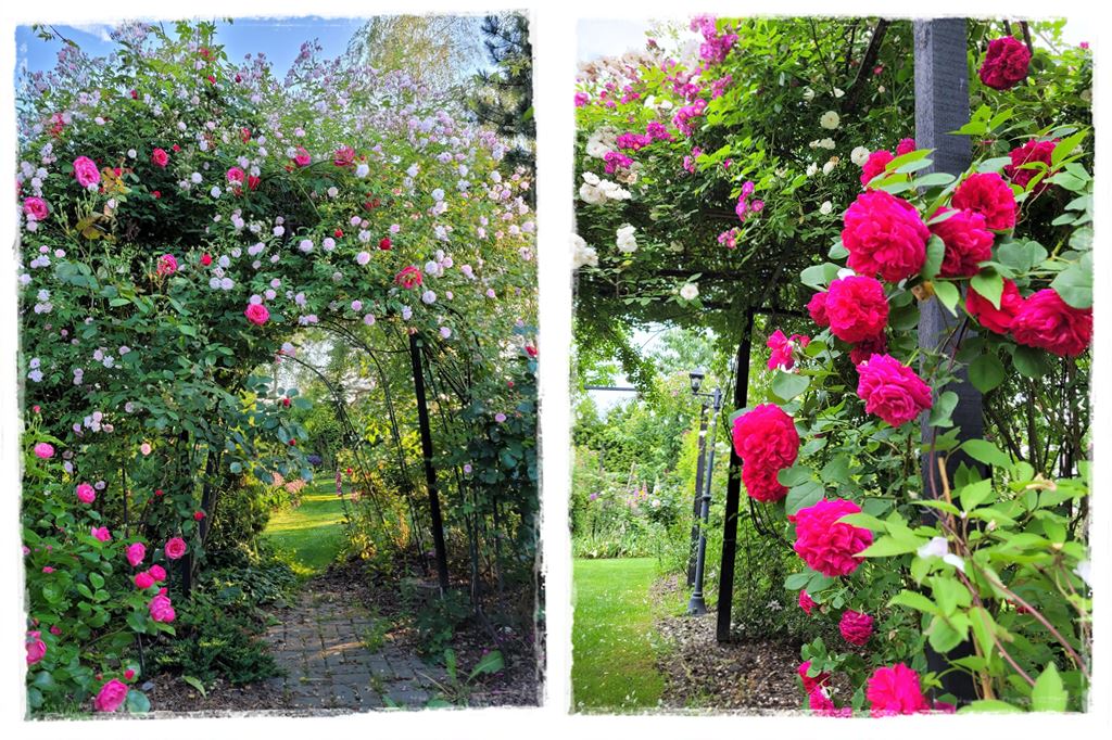 Tulipanowy ogród 18 Tulipanowy ogród 18