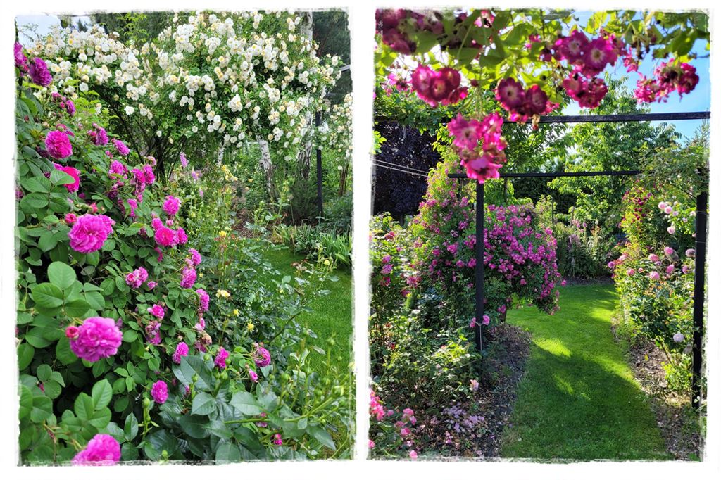 Tulipanowy ogród 19 Tulipanowy ogród 19