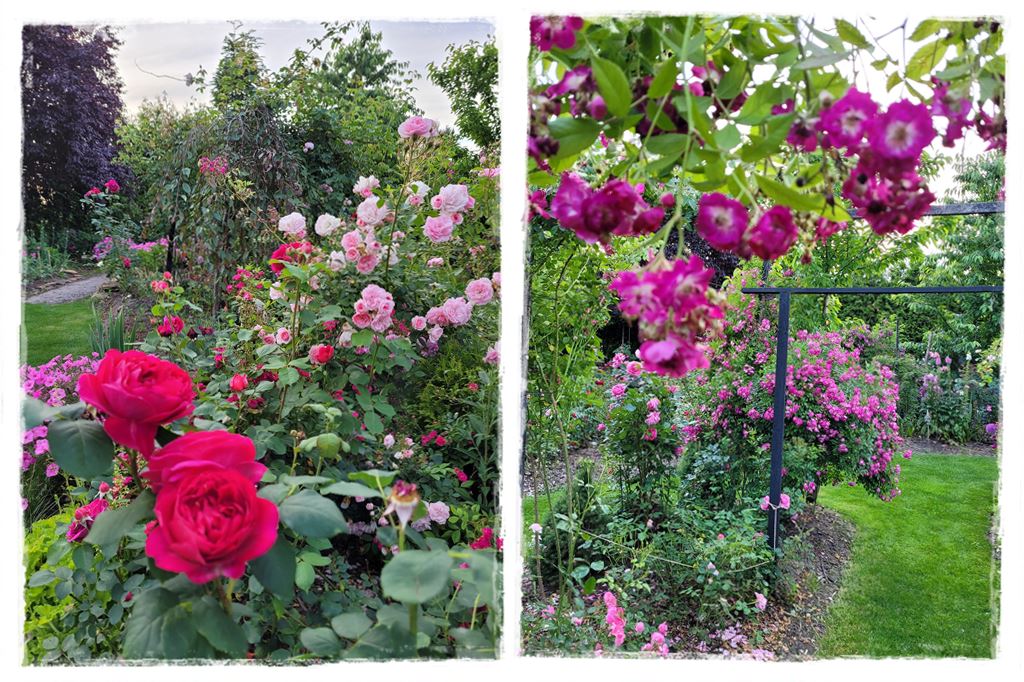 Tulipanowy ogród 20 Tulipanowy ogród 20