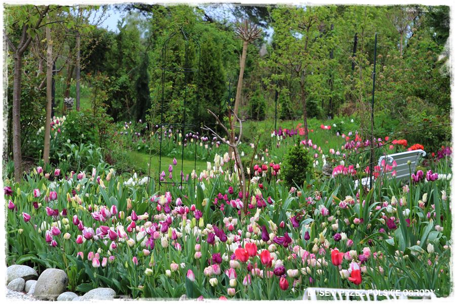 Tulipanowy ogród 23 Tulipanowy ogród 23
