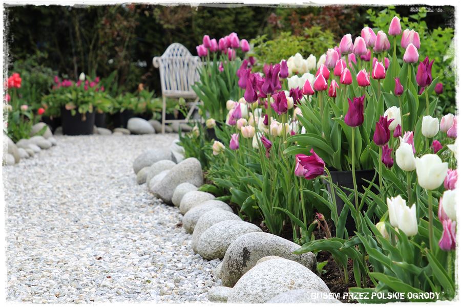 Tulipanowy ogród 3 Tulipanowy ogród 3