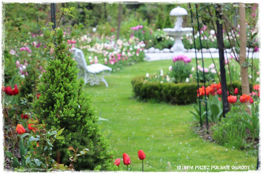 Tulipanowy ogród 30 Tulipanowy ogród 30