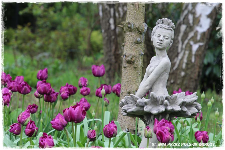 Tulipanowy ogród 37 Tulipanowy ogród 37