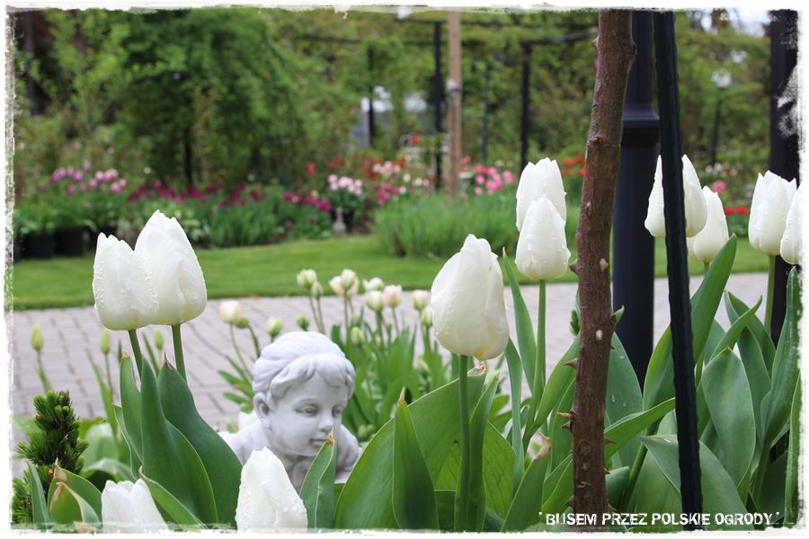 Tulipanowy ogród 38 Tulipanowy ogród 38
