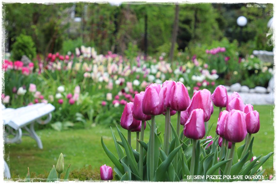 Tulipanowy ogród 4 Tulipanowy ogród 4
