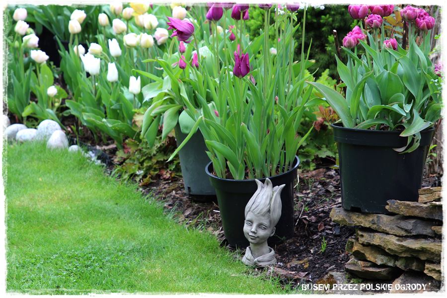 Tulipanowy ogród 40 Tulipanowy ogród 40