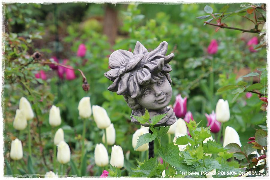 Tulipanowy ogród 43 Tulipanowy ogród 43