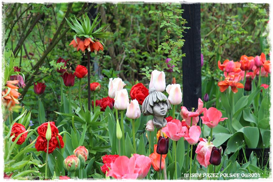 Tulipanowy ogród 44 Tulipanowy ogród 44