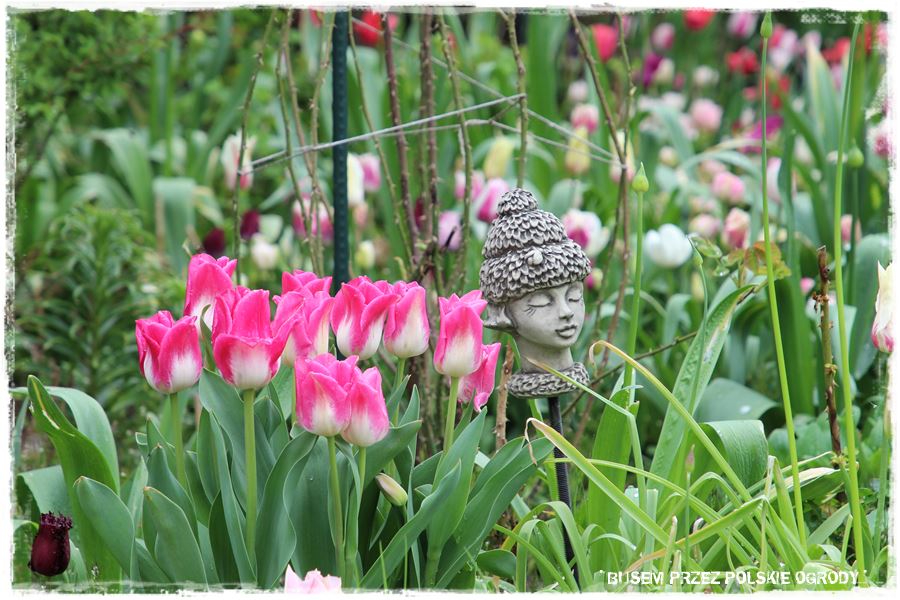 Tulipanowy ogród 45 Tulipanowy ogród 45