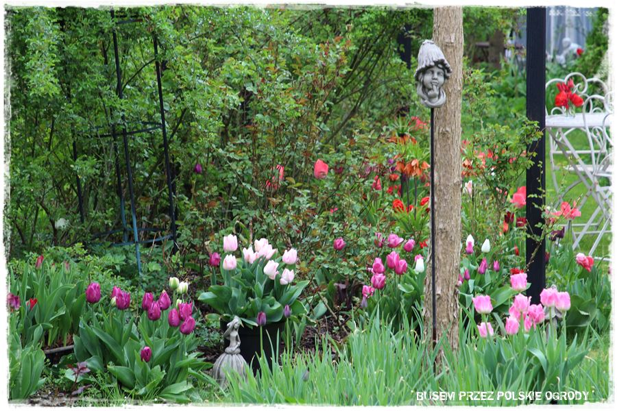 Tulipanowy ogród 46 Tulipanowy ogród 46