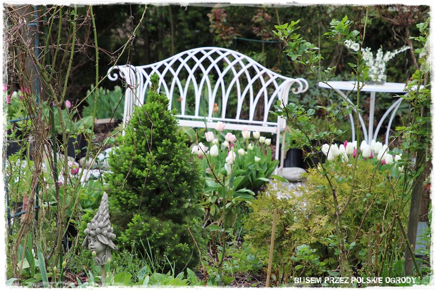 Tulipanowy ogród 50 Tulipanowy ogród 50