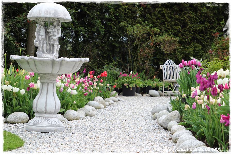 Tulipanowy ogród 51 Tulipanowy ogród 51
