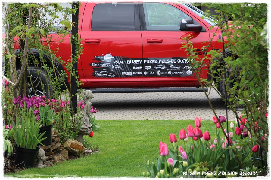 Tulipanowy ogród 54