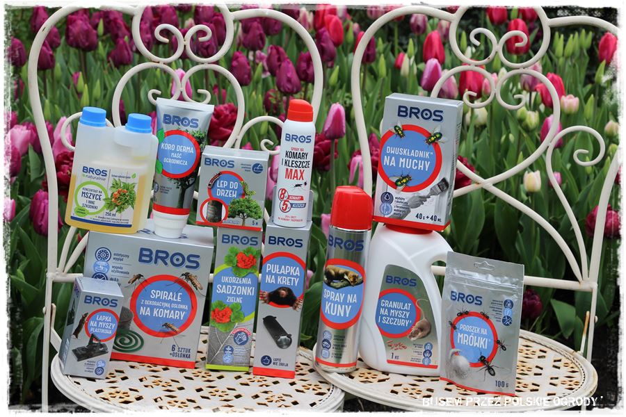 Tulipanowy ogród 57