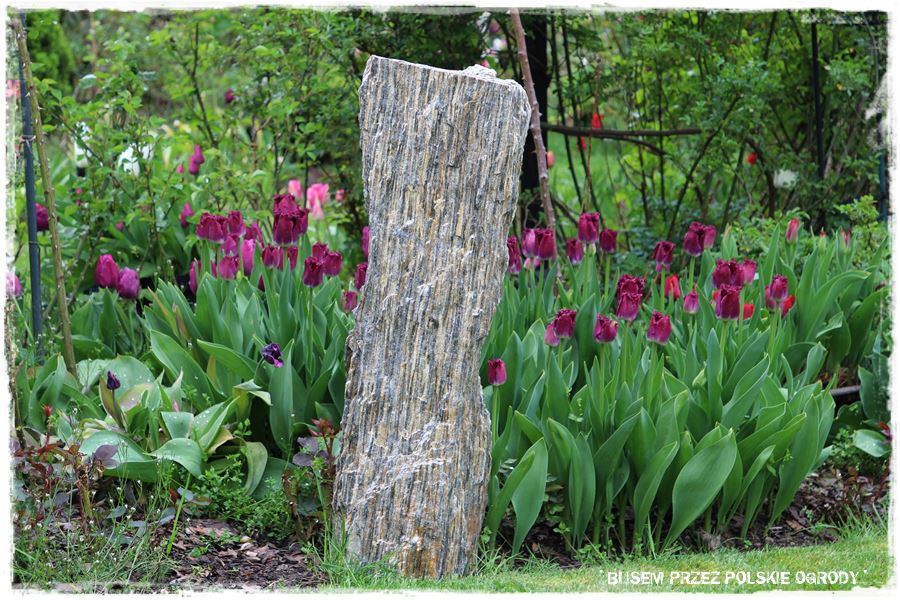 Tulipanowy ogród 62