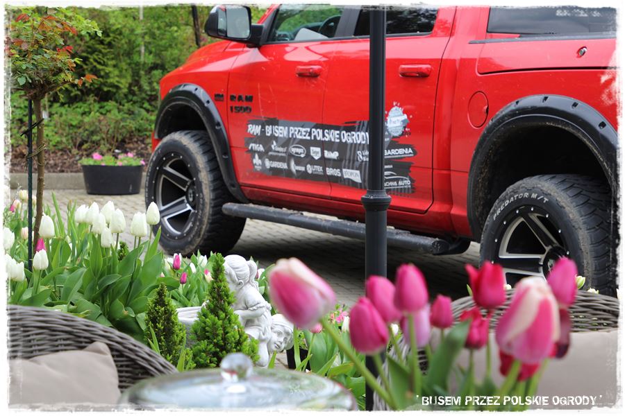 Tulipanowy ogród 8 Tulipanowy ogród 8