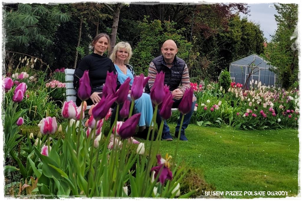 Tulipanowy ogród 9 Tulipanowy ogród 9