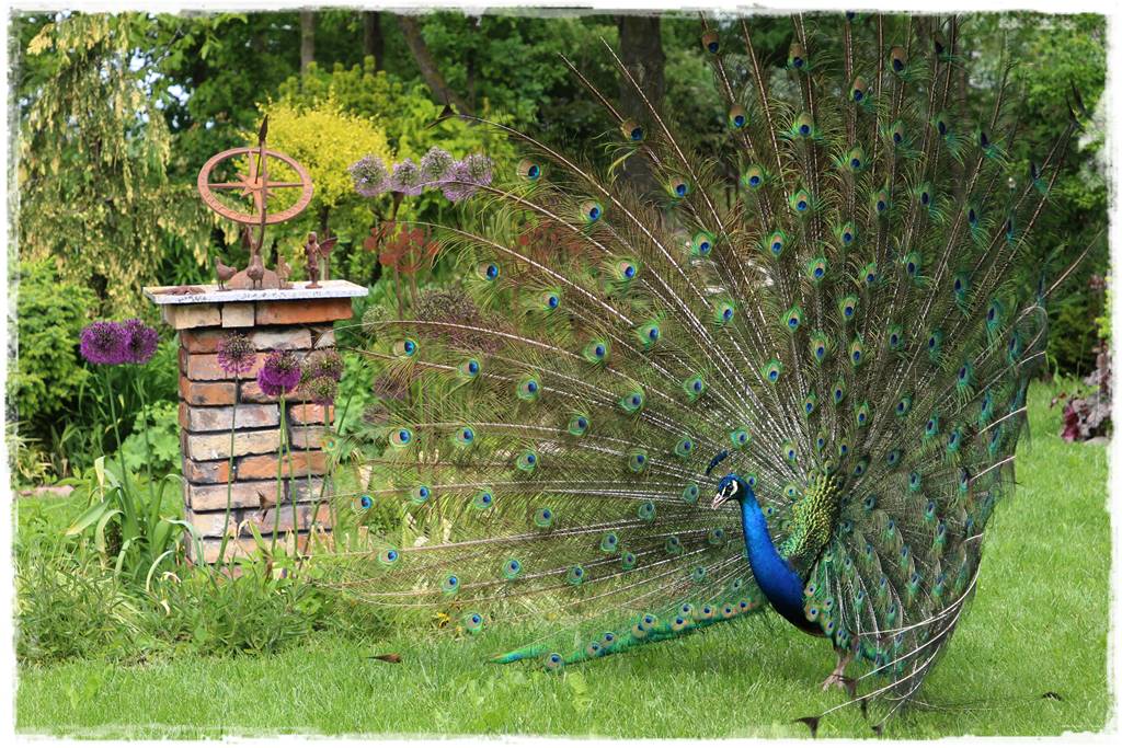 Zegar słoneczny w ogrodzie 9