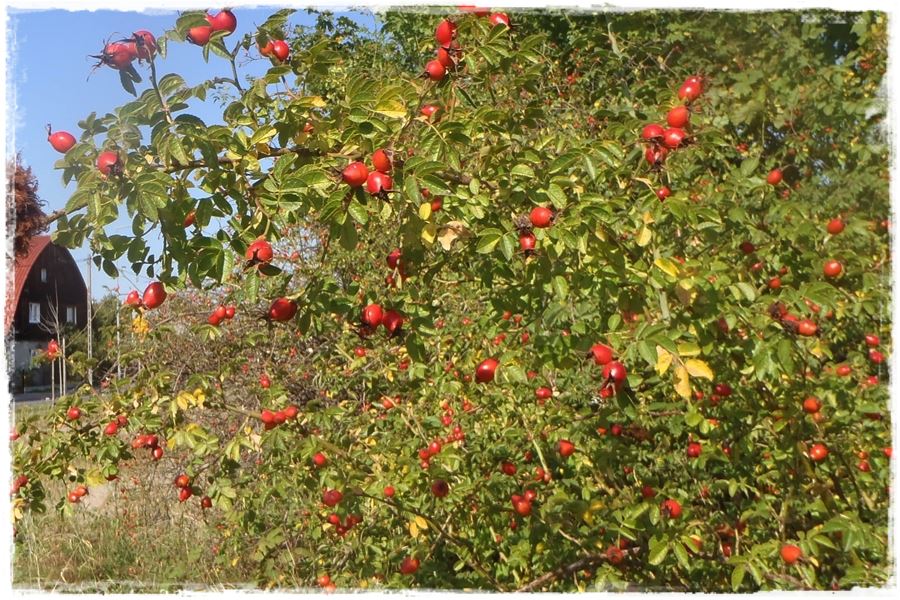 ciecie roz 13 ciecie roz 13