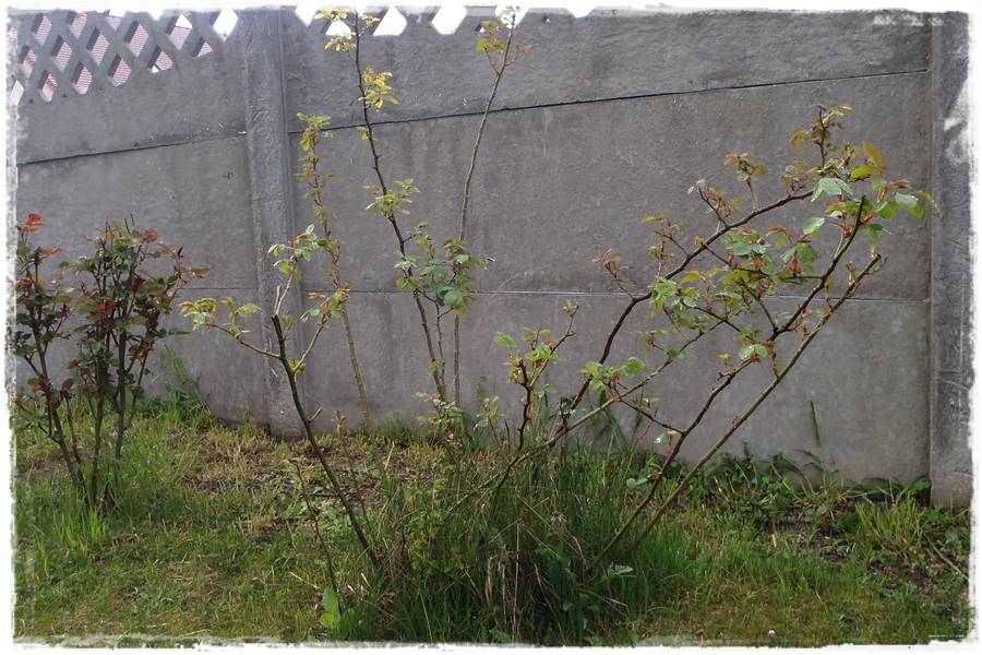 ciecie roz 21 ciecie roz 21