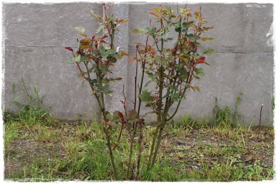 ciecie roz 26 ciecie roz 26