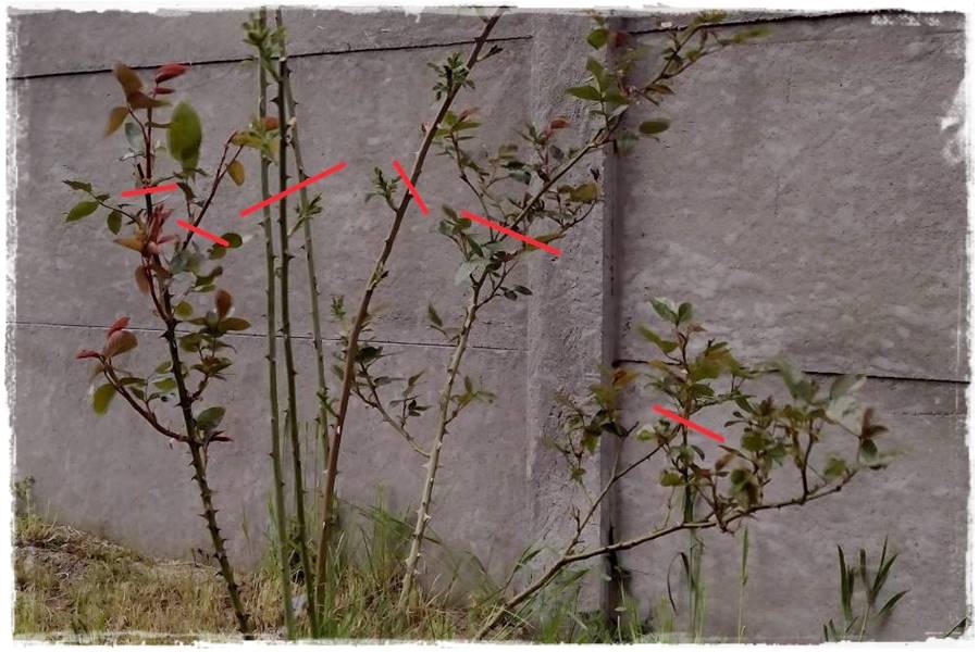 ciecie roz 28 ciecie roz 28