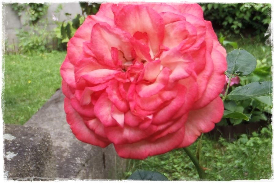 ciecie roz 8 ciecie roz 8