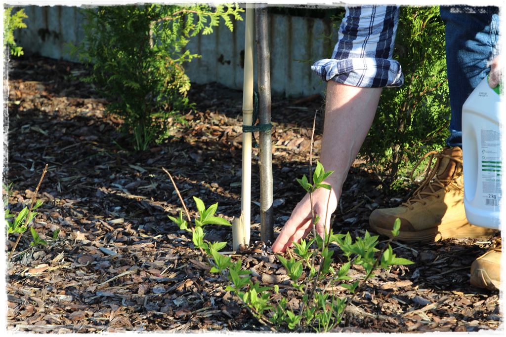 nawóz uniwersalny 5