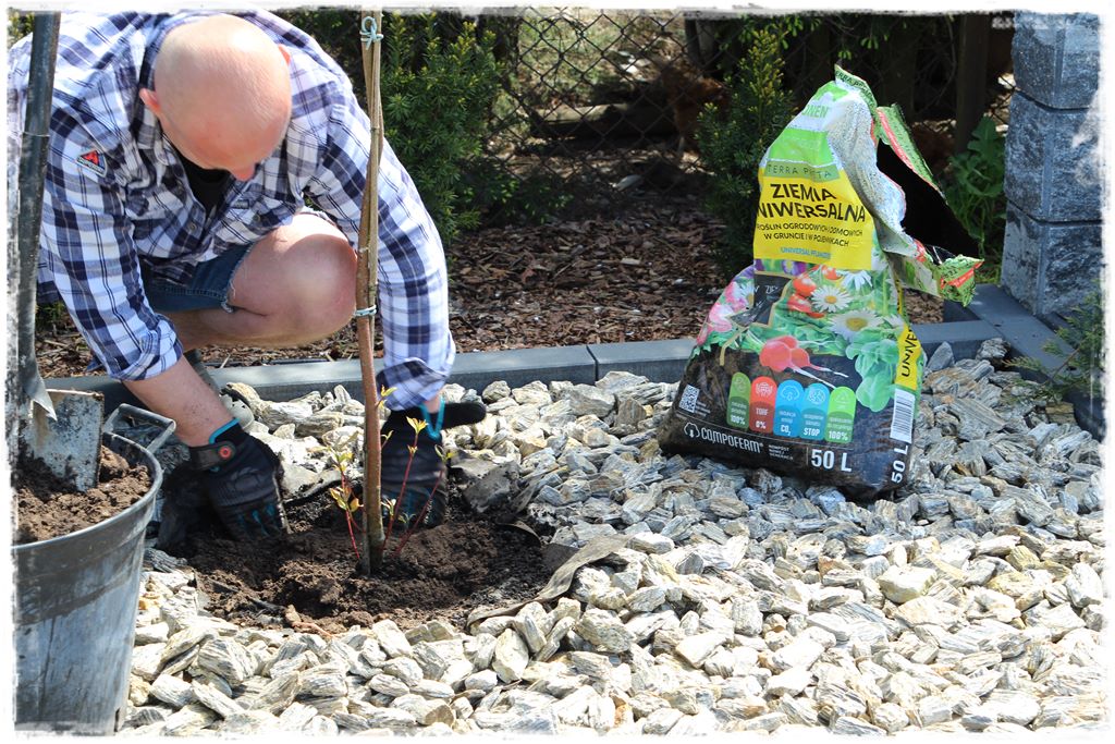 sadzenie krzewów 10
