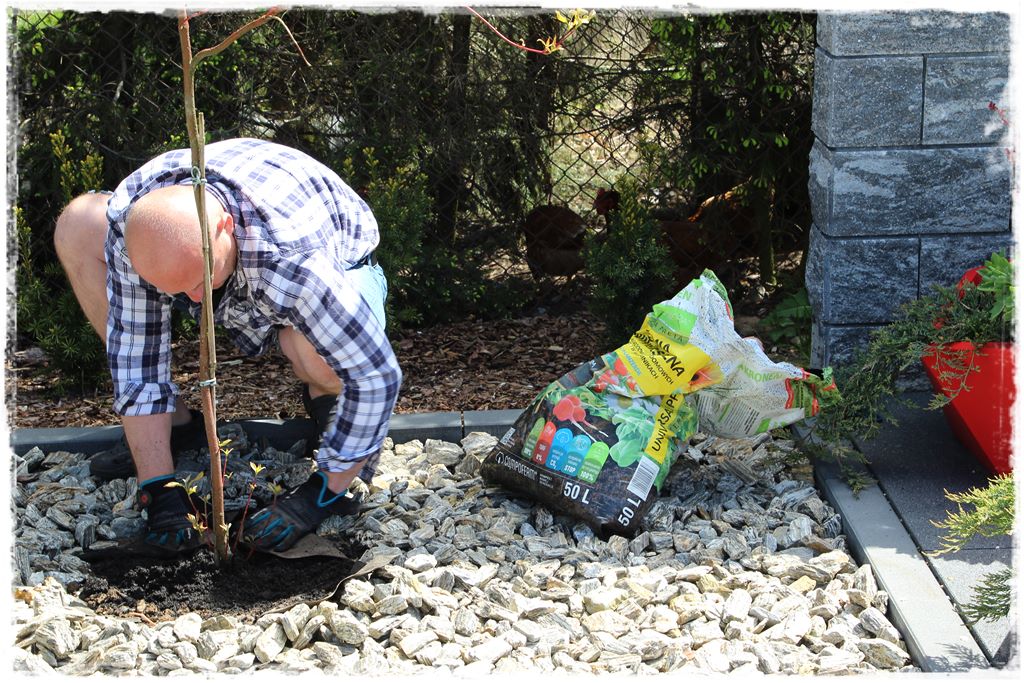 sadzenie krzewów 11