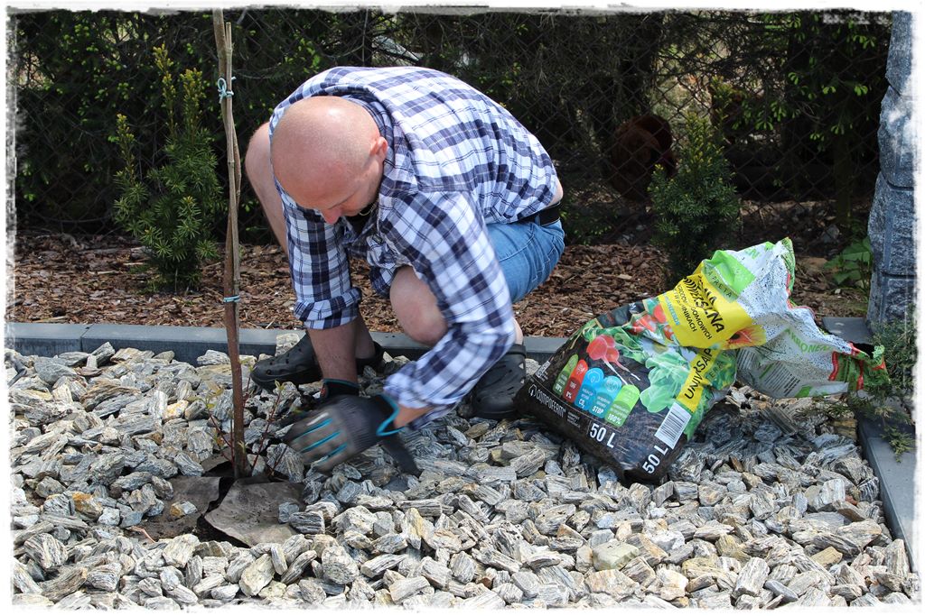 sadzenie krzewów 12