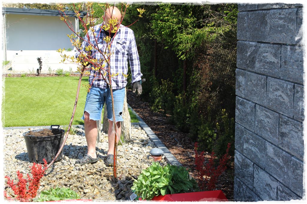 sadzenie krzewów 13