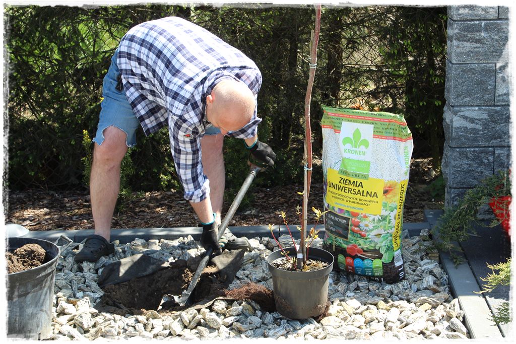sadzenie krzewów 5