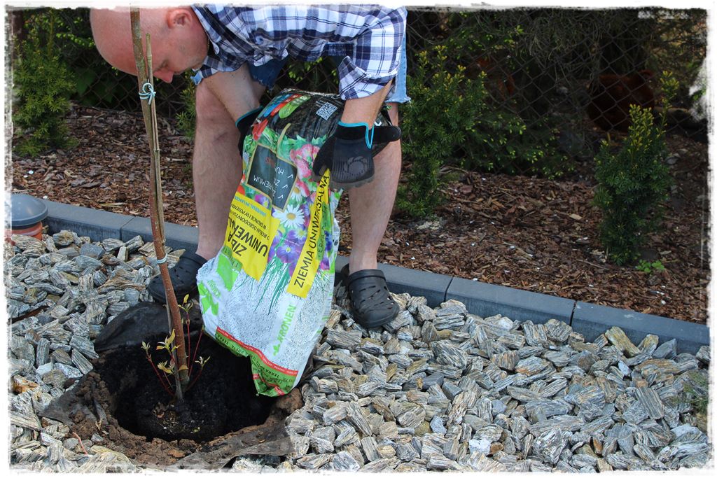 sadzenie krzewów 9