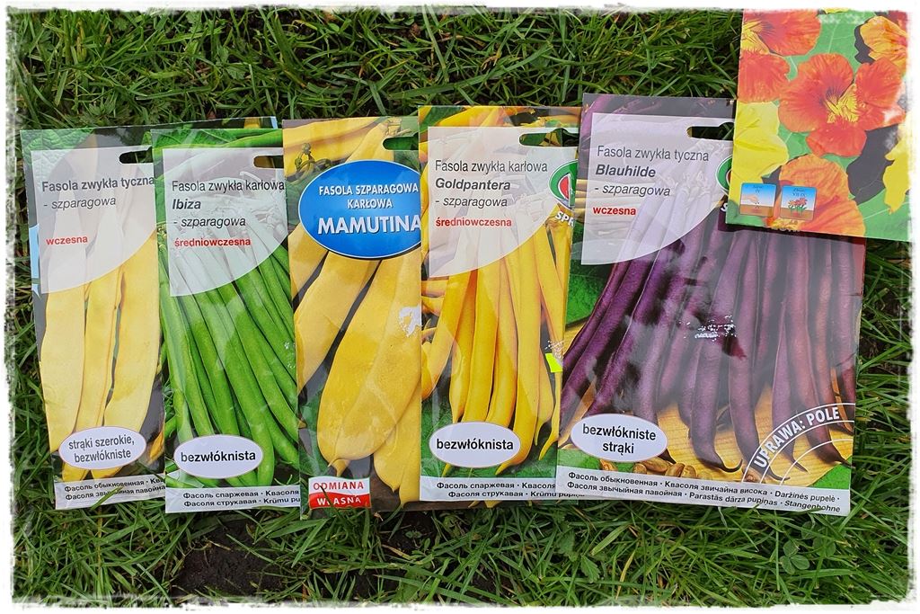 uprawa fasoli 7a uprawa fasoli 7a