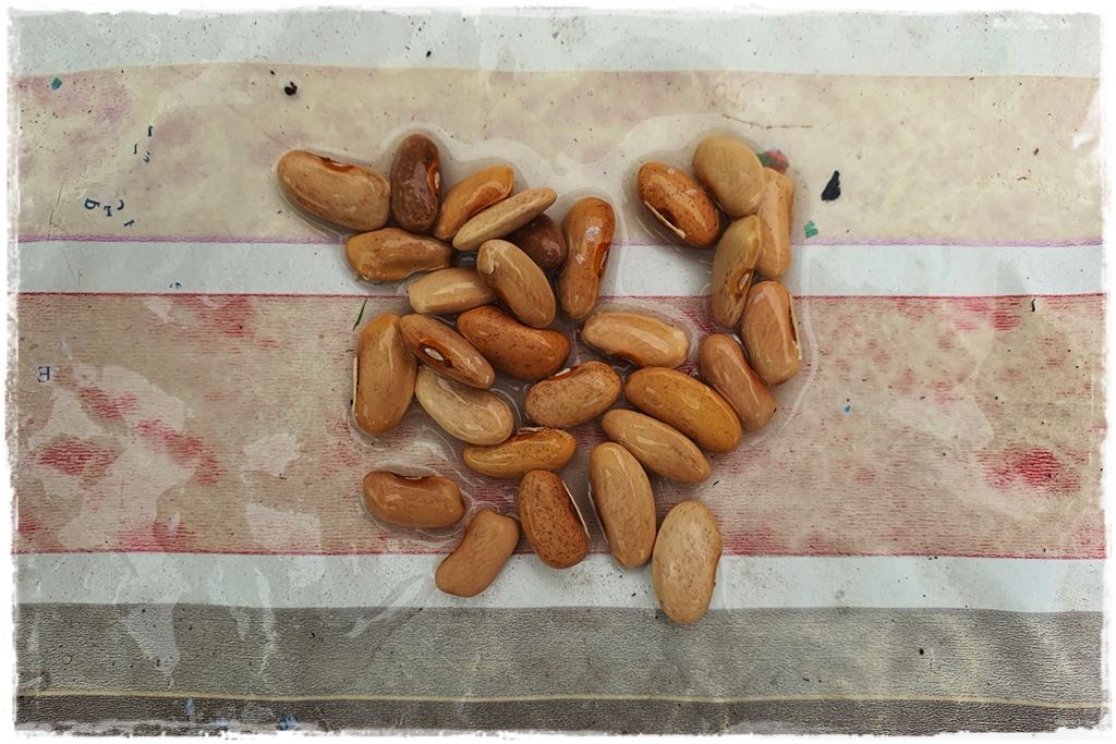 uprawa fasoli 7b uprawa fasoli 7b