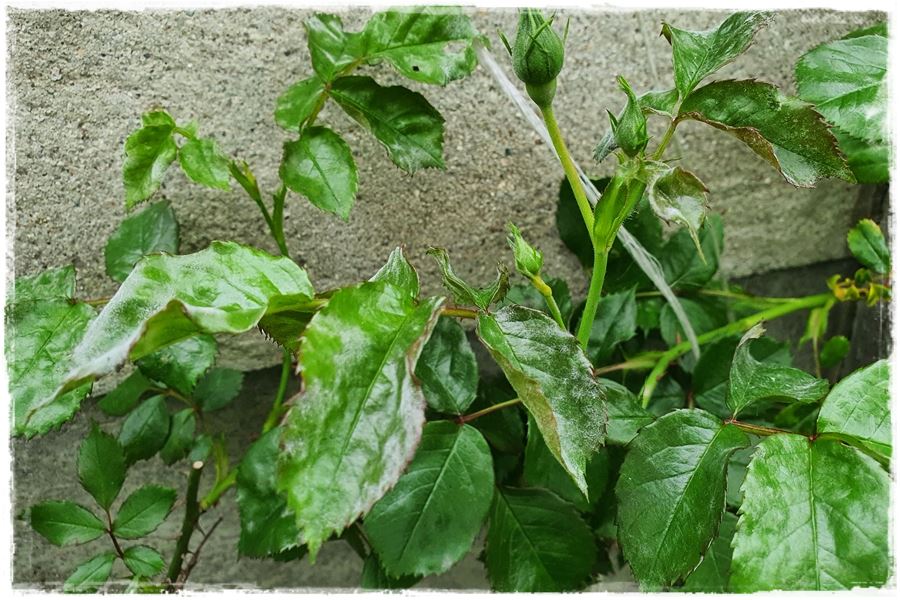 zwalczyć choroby grzybowe róż bez chemii 5