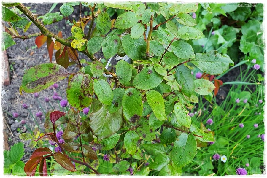 zwalczyć choroby grzybowe róż bez chemii 6