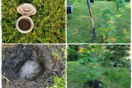 Jak przesadzać rośliny 1